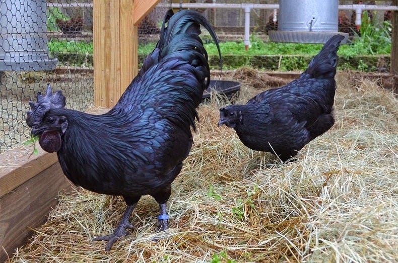 بالصور «دجاج لامبورغيني» الدجاج الأسود .. أغلى وألذ الدواجن في العالم Ayam-cemani-2%25255B2%25255D