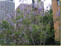 Jakaranda Tree Sydney