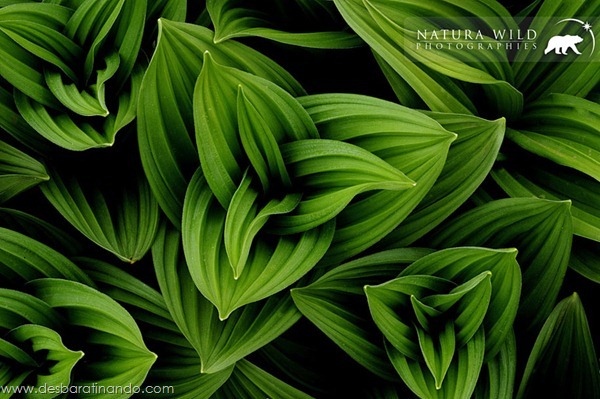 natureze-nature-padrao-pattern-desbaratinando (29) natureze-nature-padrao-pattern-desbaratinando (29)