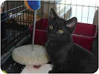 Elaine, from Los Angeles. Little Elaine is house-trained and available for adoption through Stray Cat Alliance. Elaine, from Los Angeles. Little Elaine is house-trained and available for adoption through Stray Cat Alliance.