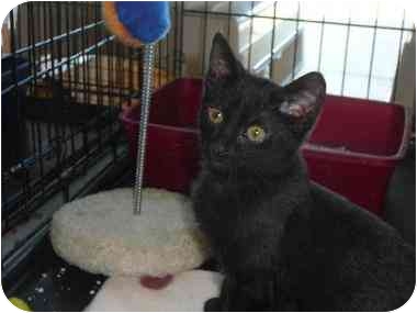 Elaine, from Los Angeles. Little Elaine is house-trained and available for adoption through Stray Cat Alliance. Elaine, from Los Angeles. Little Elaine is house-trained and available for adoption through Stray Cat Alliance.