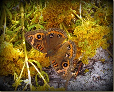 butterflies at beach by NAS Key west from geiger key marina