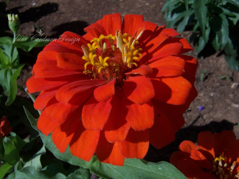 [Zinnias_Red%255B4%255D.jpg]