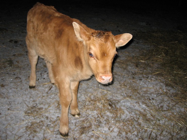 [calf%2520018%255B3%255D.jpg]