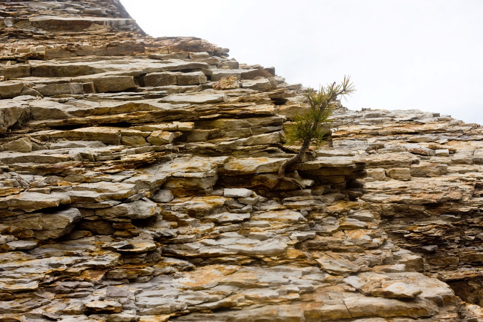 [04%252005%252013_dino%2520ridge%2520tree%2520out%2520of%2520the%2520rocks%25202%255B4%255D.jpg]