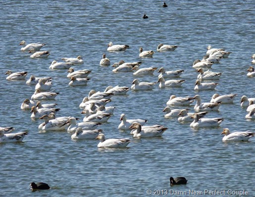 Snow Geese and Coots Snow Geese and Coots
