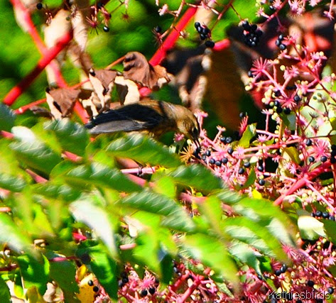 7. unknown warbler-kab