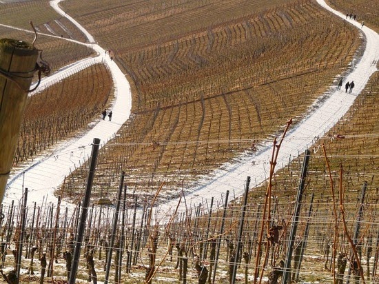 vineyard-16409_640.jpg Vineyard 16409 640