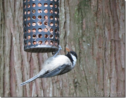 Black-cap Chickadee