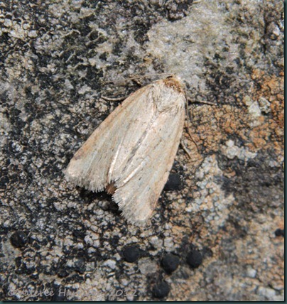 Small Dotted Buff Photedes minima