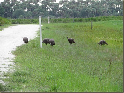 turkey turkey