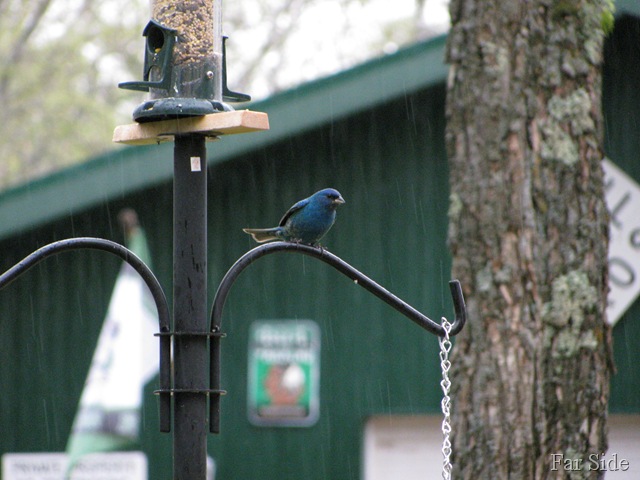 [Indigo%2520Bunting%255B7%255D.jpg]