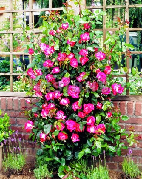 [Rosa%2520Rose%2520Gaujard%255B4%255D.jpg]