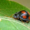 Ladybug