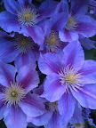 Apr 8 - Clematis