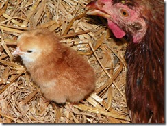 Baby chick