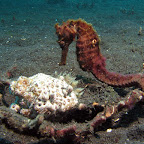 Seahorse (Lembeh Strait)