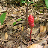 Road to Hana: Weird Pine Cone