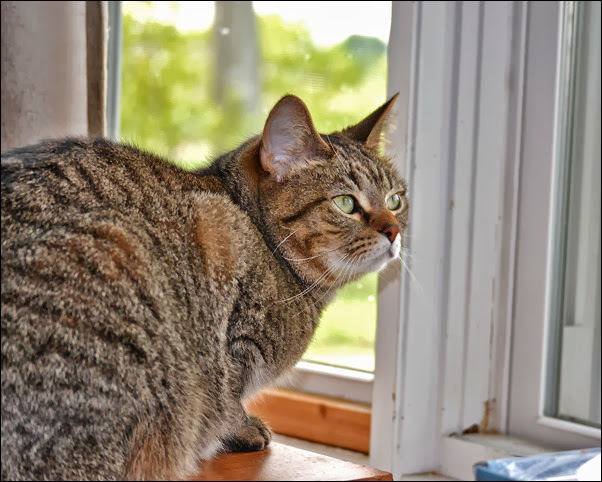 Martin in the window