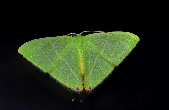 Geometridae d'Australie orientale (N.S.W.) - Geometridae : Geometrinae : Urolitha bipunctifera WALKER, 1961. Umina Beach (NSW, Australie), 23 septembre 2011. Photo : Barbara Kedzierski