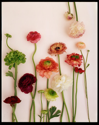 R: Ranunculus comes in a wide range of colors, perfect for a spring arrangement. R: Ranunculus comes in a wide range of colors, perfect for a spring arrangement.
