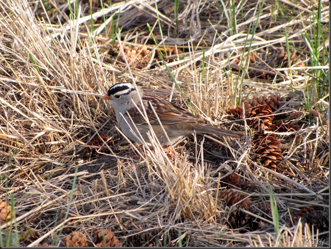 White-crowned Sparrow in the grass