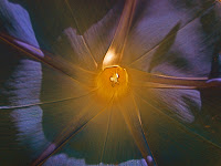 Inner Light
