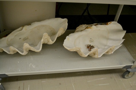 NaturalHistory_24