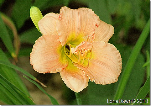 Lily_SiloamClassic_Hemerocallis Lily_SiloamClassic_Hemerocallis