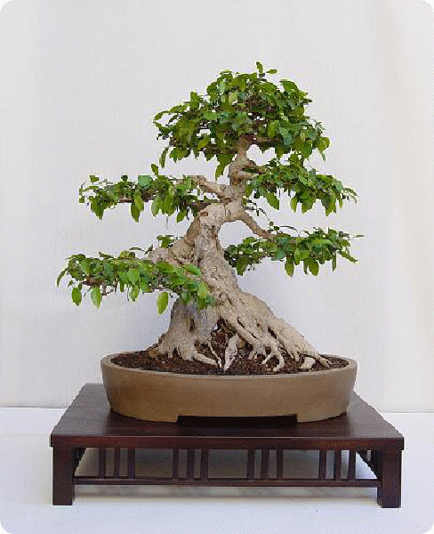 40_fotos_bonsai_html_78c62601