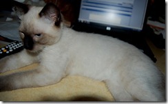 catcomputer