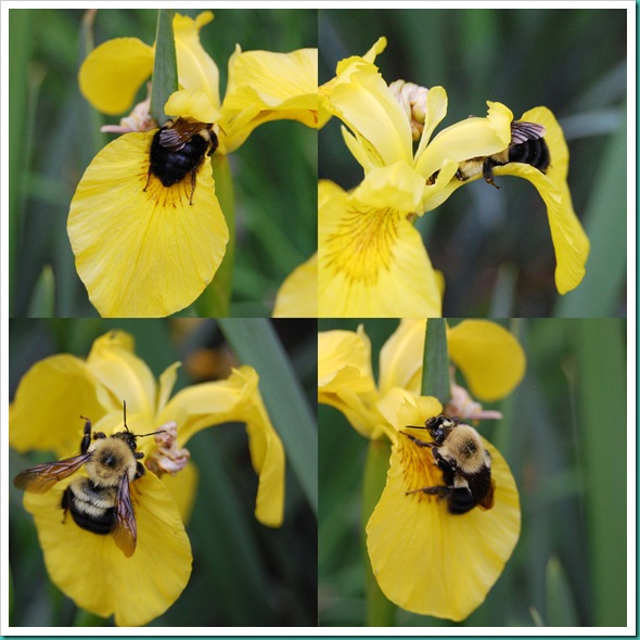 Flight of the Bumblebee