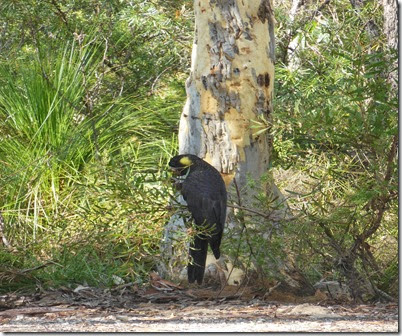 Yell tailed cockatoo