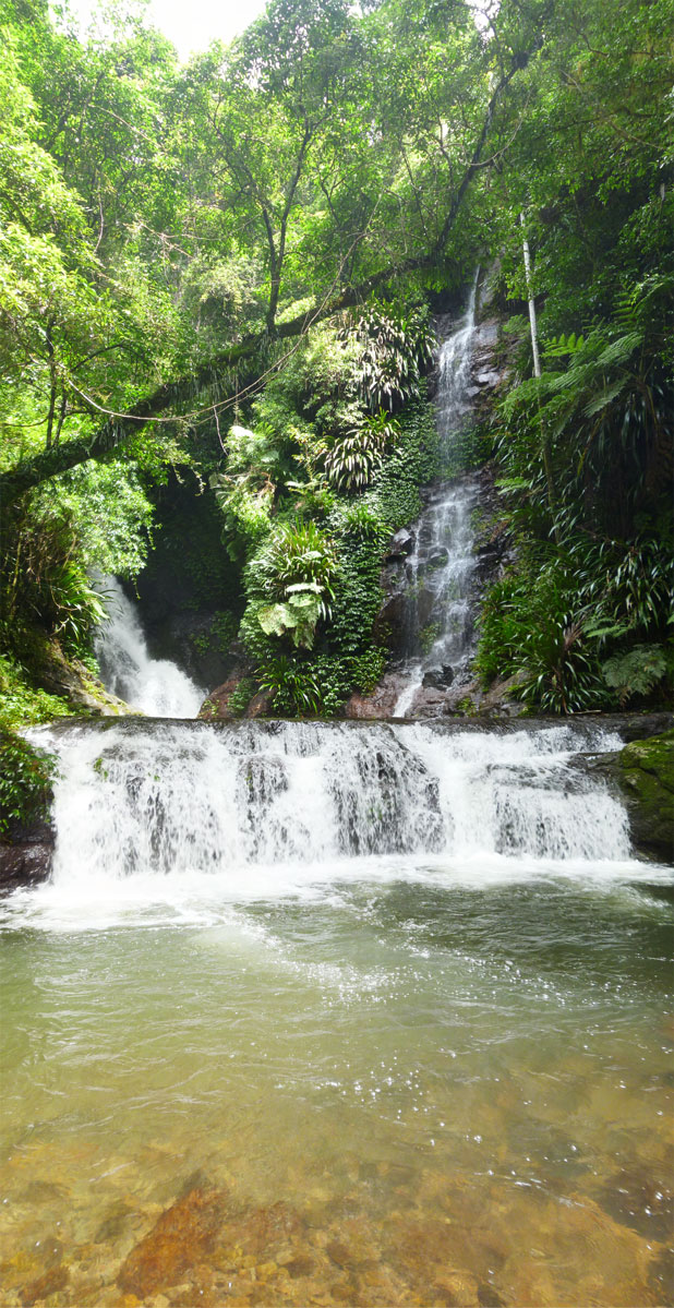 Toolona Creek and Mount Wanungra, O’Reilly’s