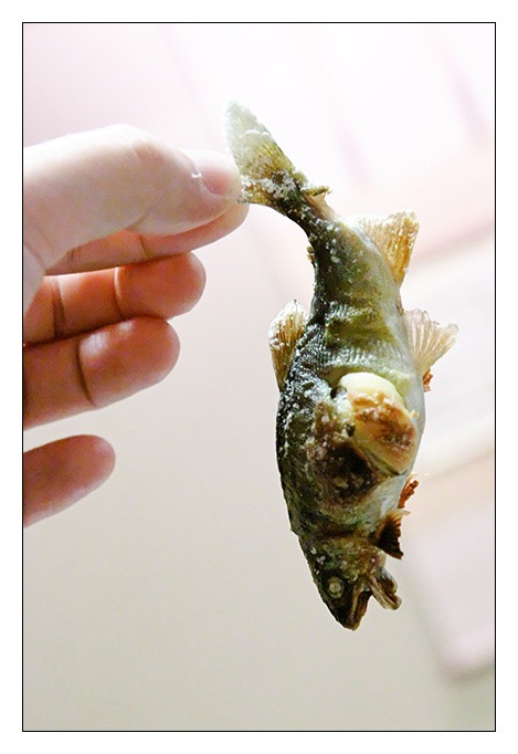 [ayu_sweetfish%255B3%255D.jpg]