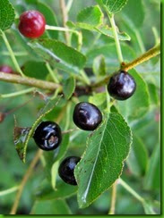 Prunus_mahaleb1 Prunus_mahaleb1