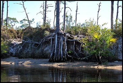 05 - tree roots exposed