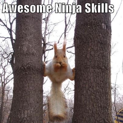 [ninja%255B3%255D.jpg]