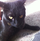 I mean cats! They had safety id tags too- yay!!!