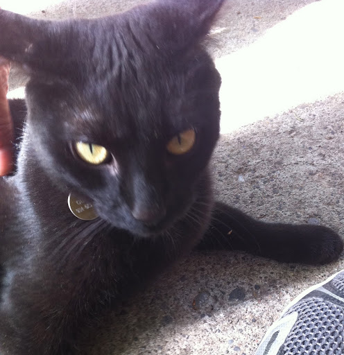 I mean cats! They had safety id tags too- yay!!!
