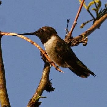 [black-chinned_hummingbird2%255B3%255D.jpg]