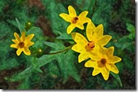 AE-WatercolorSponge-05-600 AE-WatercolorSponge-05-600
