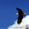 wildlife-jorelcuomo (16).jpg