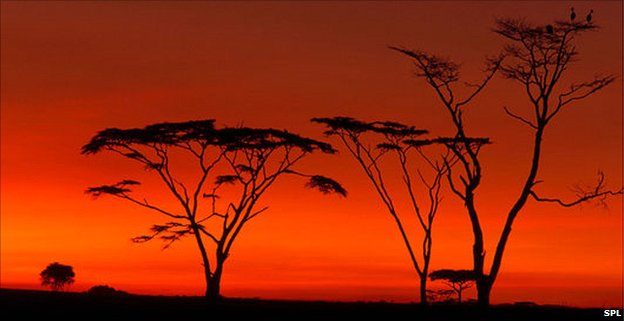 Trees in Tanzania silhouetted against the sunset. The Serengeti is a key destination for tourists in Tanzania. SPL / BBC