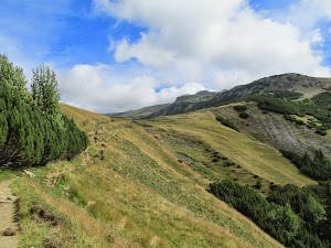 intram-in-padure.jpg