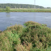 dsc05098.jpg
