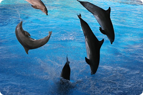 delfini4 delfini4