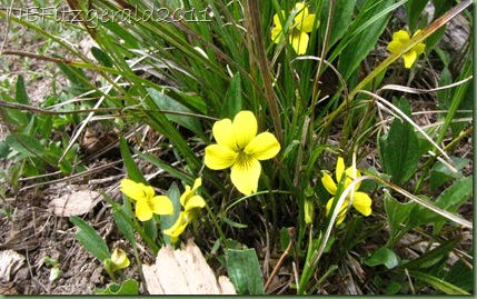 YellowViolet YellowViolet