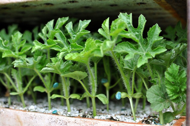 [planting-watermelons-032212-963.jpg]