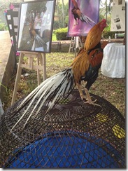 ayam juara kontes katurangga 2013 ayam juara kontes katurangga 2013